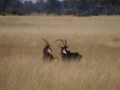 Sable antelope